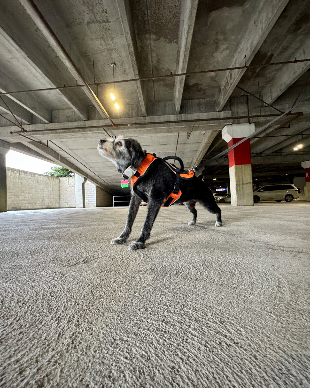 Puppy standing on a concrete parking deck in an orange harness, nose lifted, photographed from ground level under the beams