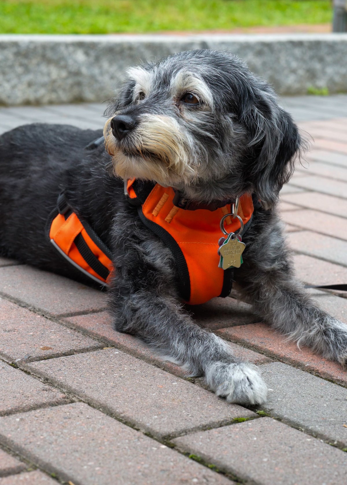 Puppy, a grey and black terrier–cocker spaniel mix with a white muzzle, lying on a brick walkway in an orange harness, looking off to the side