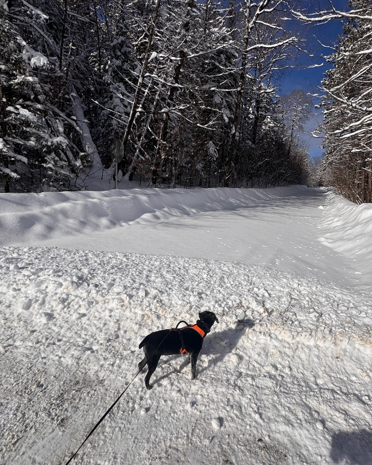 Puppy in an orange harness on a plowed dirt road in deep snow, bare trees and blue sky, a Vermont winter morning