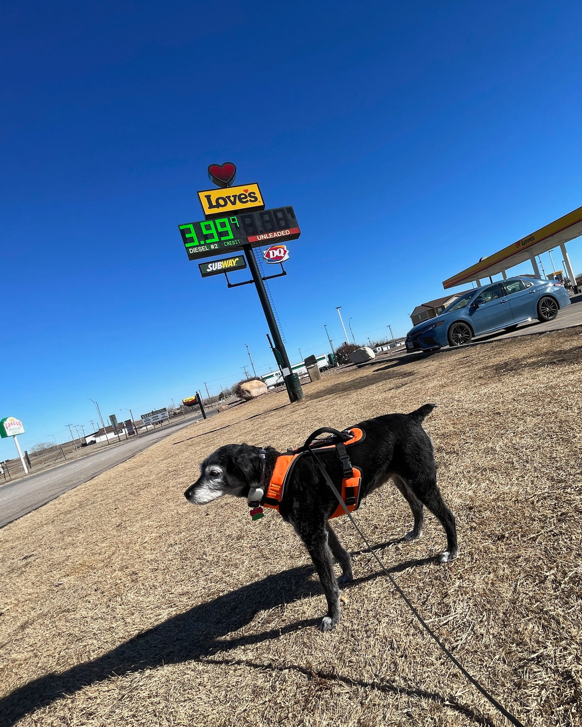 Puppy in an orange harness on winter grass at a Love's truck stop, diesel sign reading $3.99, somewhere on the drive between Vermont and California